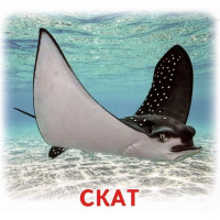Роздавальні картки. Жителі морів та океанів Ранок Міні-картки