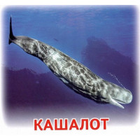 Роздавальні картки. Жителі морів та океанів Ранок Міні-картки