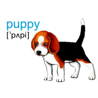 НУШ Набір карток англійською мовою Підручники і посібники English : flashcards. Farm animals, birds and pets Тварини і птахи