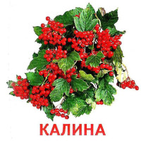 Роздавальні картки. Рослини нашої планети Ранок Міні-картки