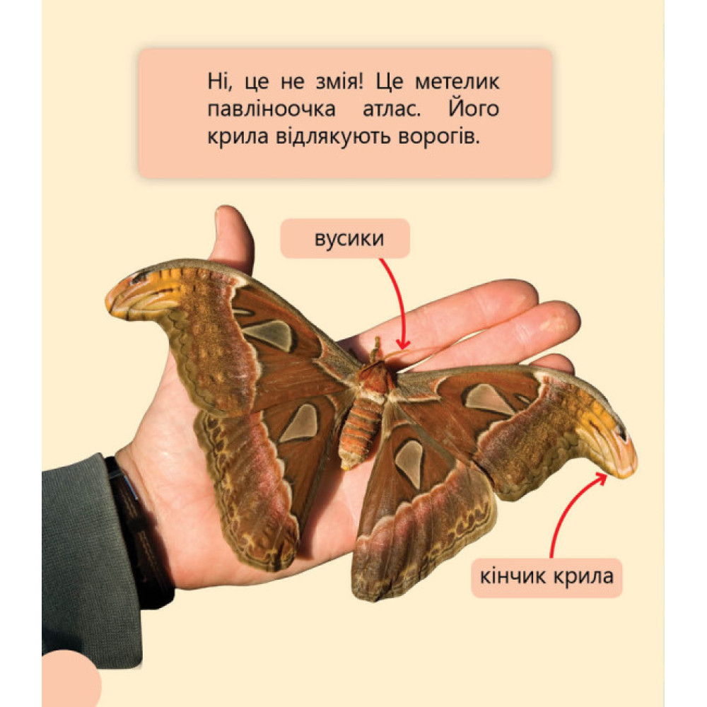 Фантастичні рослини і не тільки… Перше читання Non Fiction. Рівень 3 Ранок
