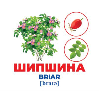 Геній з пелюшок Дерева та кущі Демонстраційний матеріал Ранок