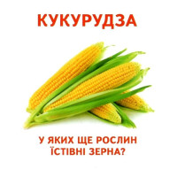 Роздавальні картки. Їстівне та неїстівне Ранок Міні-картки