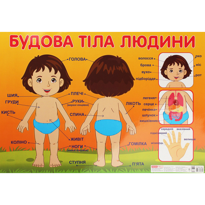 Плакат Ранок Будова тіла людини