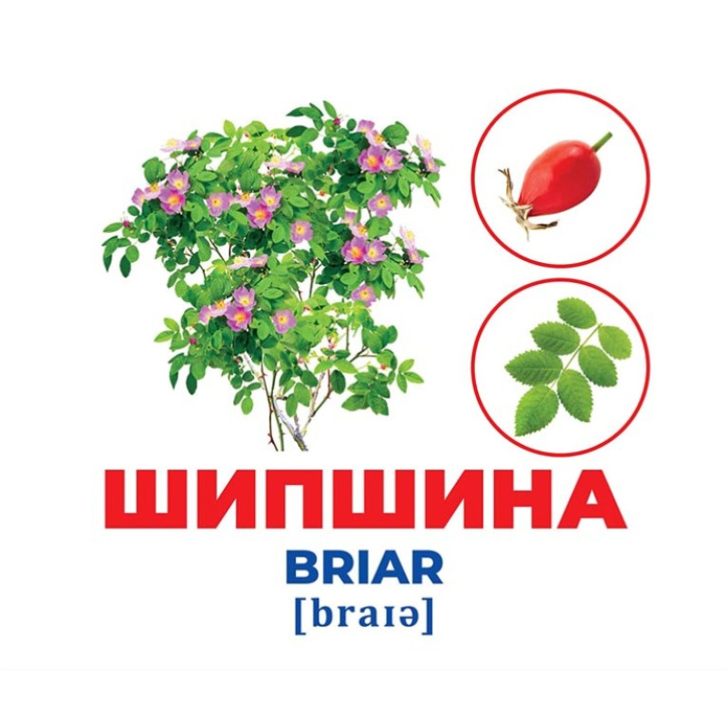 Геній з пелюшок Дерева та кущі Демонстраційний матеріал Ранок