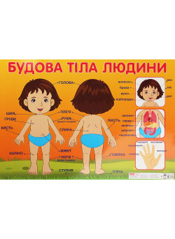 Плакат Ранок Будова тіла людини